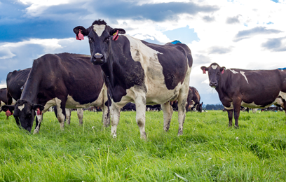 Innovating ‘til the cows come home