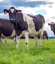 Innovating ‘til the cows come home