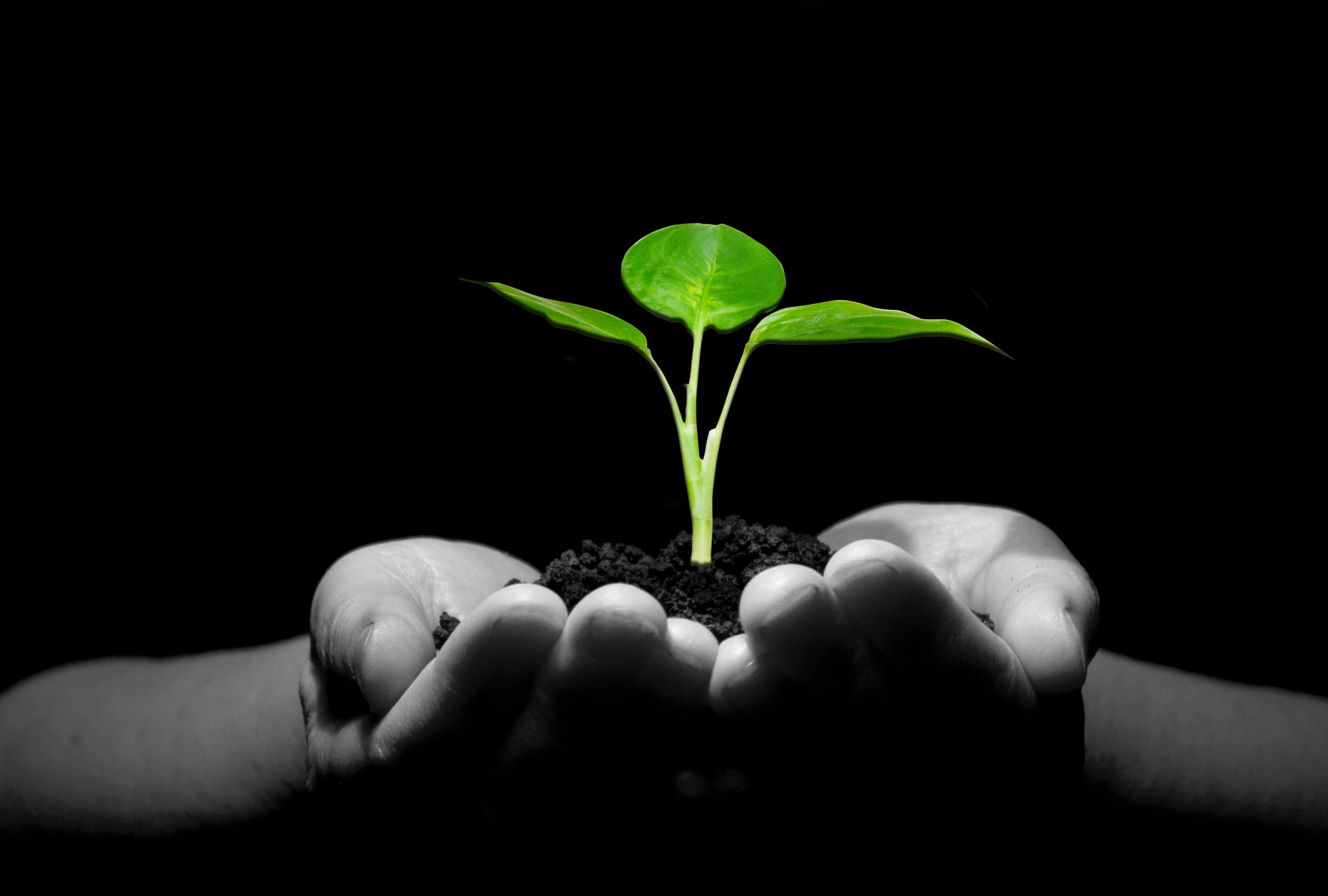 Plant 8 6.jpg thumbnail